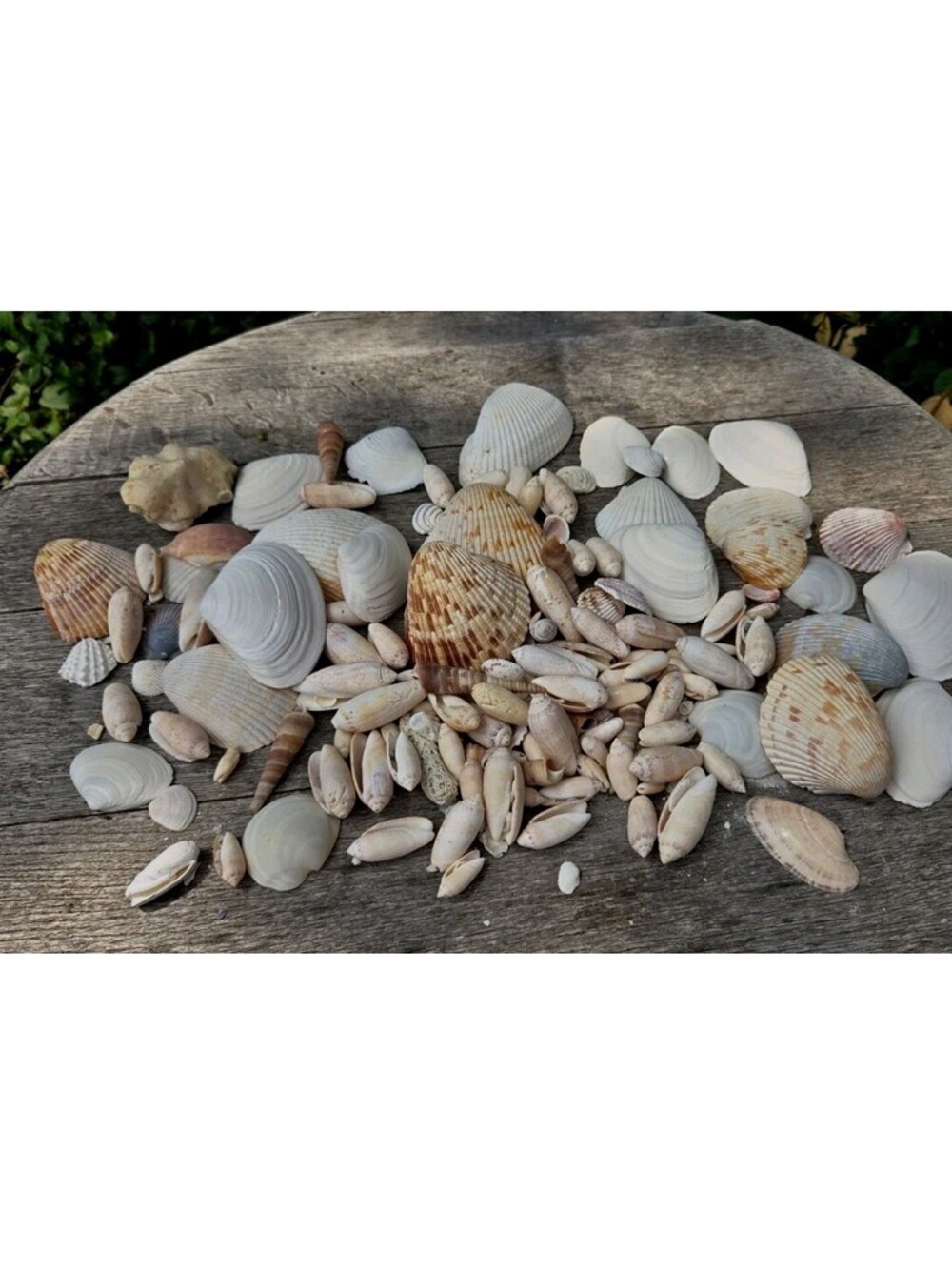 💯 Assorted Sizes, Types, Colors And Shapes Of Seashells. Beach Decor.